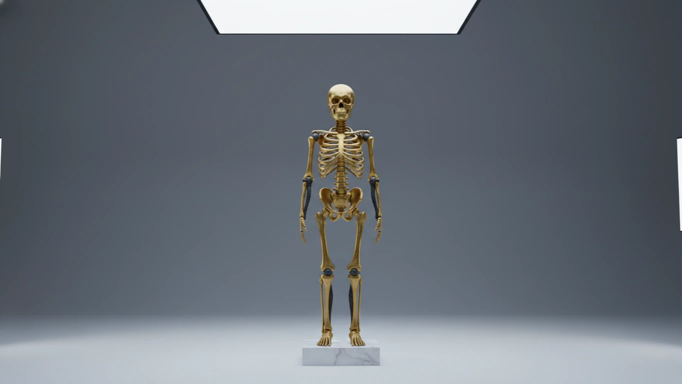 Modelo Anatômico Decorativo 3D