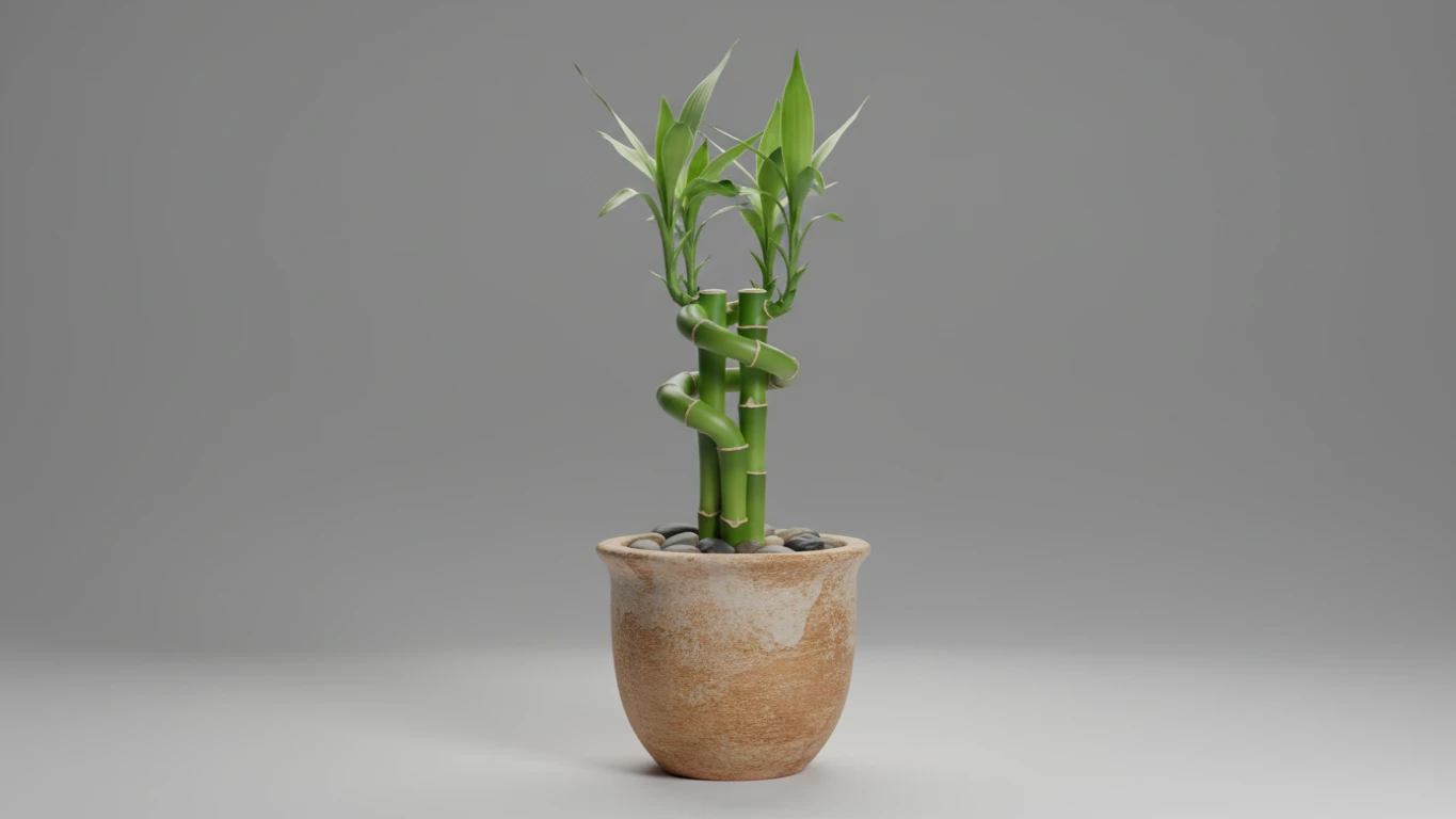 Bambu da Sorte em Vaso de Cerâmica